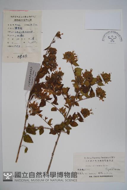 臺灣糯米條藏品圖，第1張