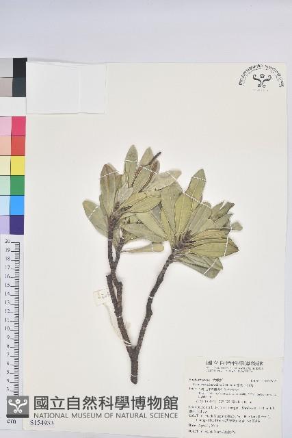 蘭嶼土沉香藏品圖，第1張