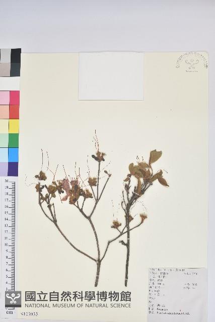 雲錦杜鵑藏品圖，第1張