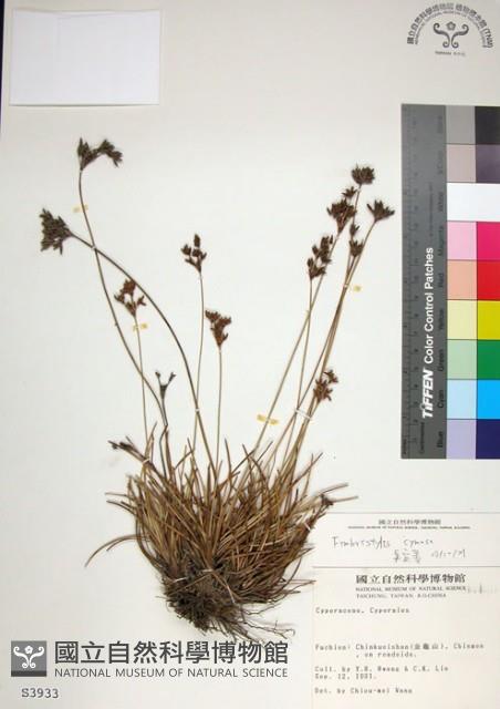 乾溝飄拂草藏品圖，第1張