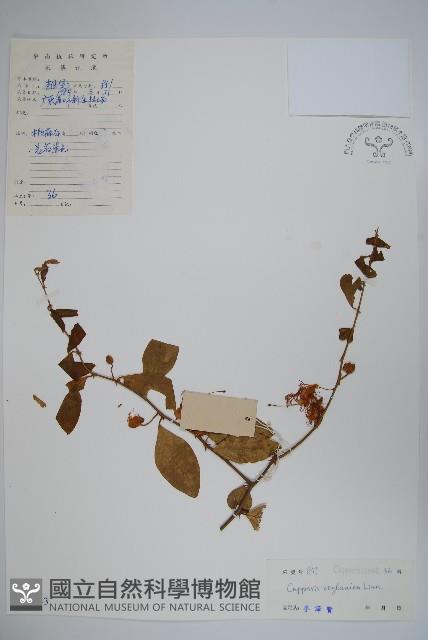 牛眼睛，錫蘭山柑，馬來西亞山柑，槌果藤藏品圖，第1張