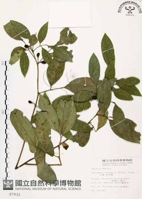 石苓舅藏品圖，第1張