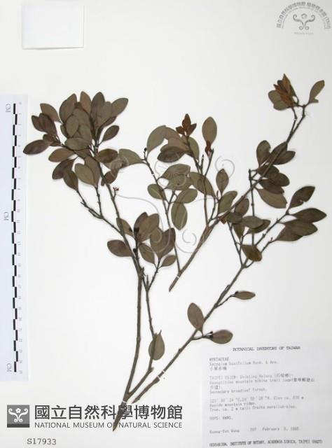 小葉赤楠藏品圖，第1張