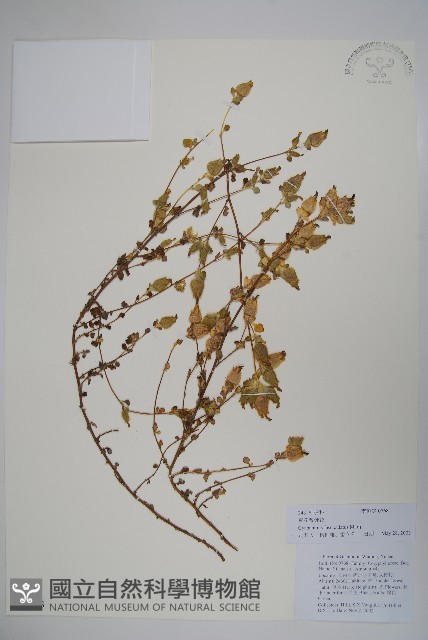 束花藍鐘花藏品圖，第1張