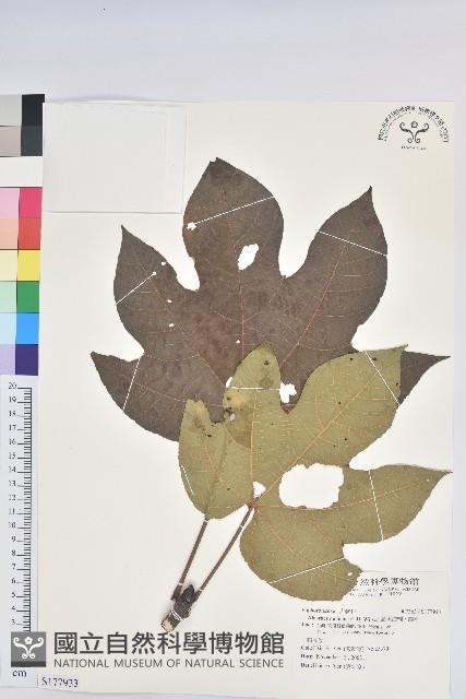 廣東油桐、皺桐藏品圖，第1張