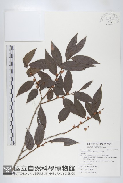 軟毛柿藏品圖，第1張
