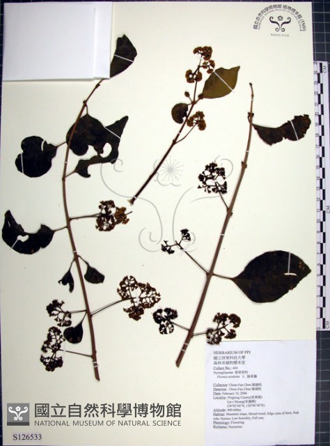 腺果藤、刺藤藏品圖，第1張