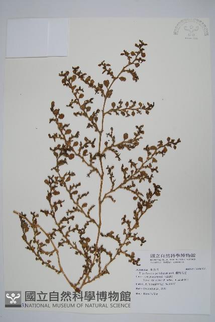 假海馬齒藏品圖，第1張