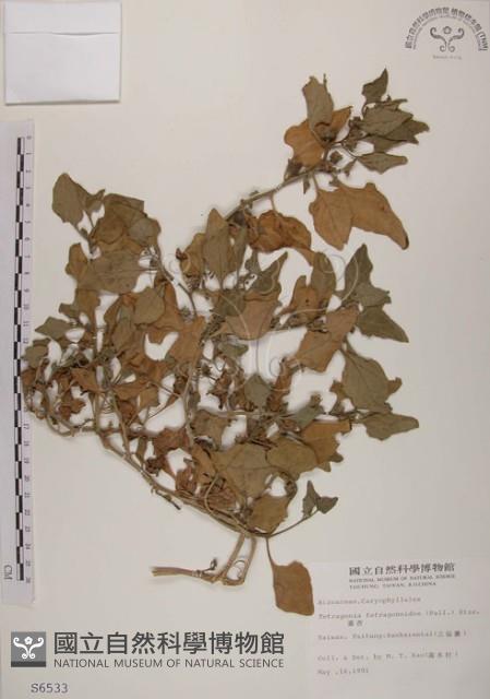 番杏藏品圖，第1張