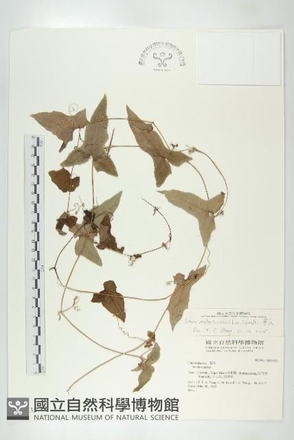 茅瓜藏品圖，第1張