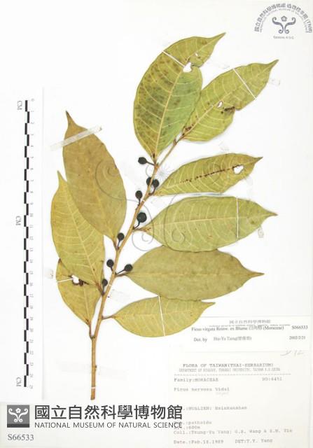 白肉榕、島榕藏品圖，第1張