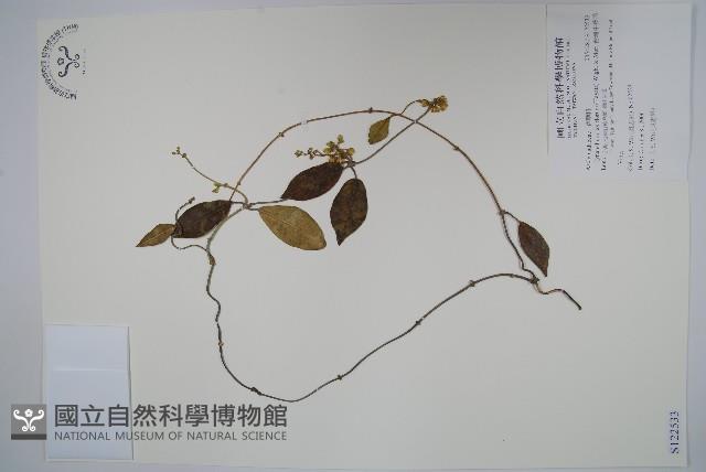 台灣牛皮消藏品圖，第1張