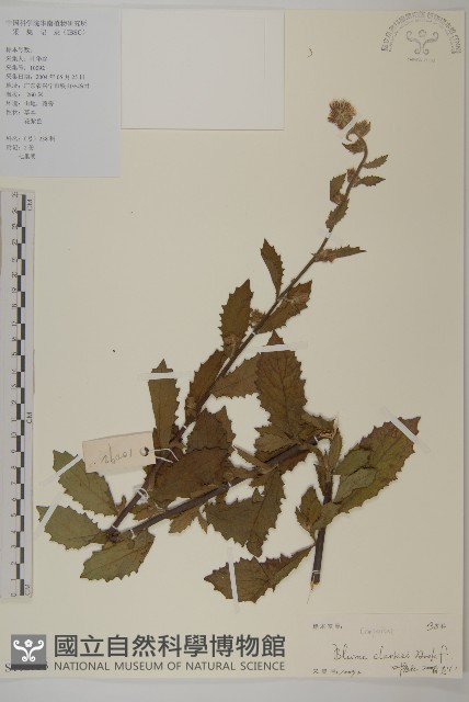 七里明艾納香藏品圖，第1張