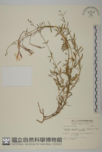 長萼瞿麥藏品圖，第1張