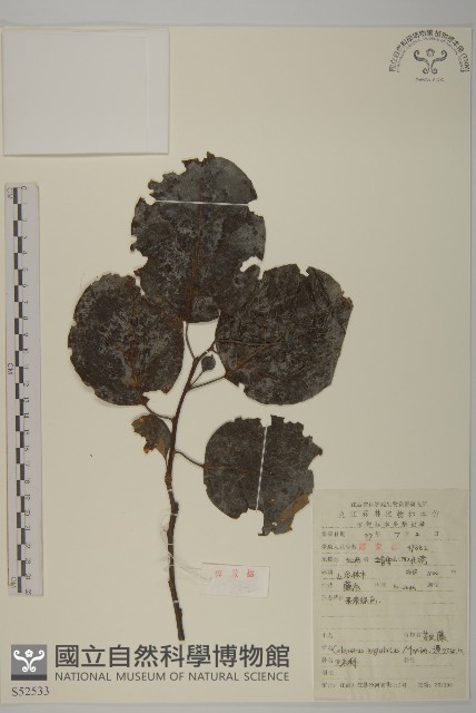 苦皮藤藏品圖，第1張