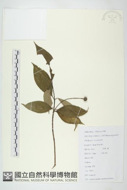 四照花、山荔枝藏品圖，第1張