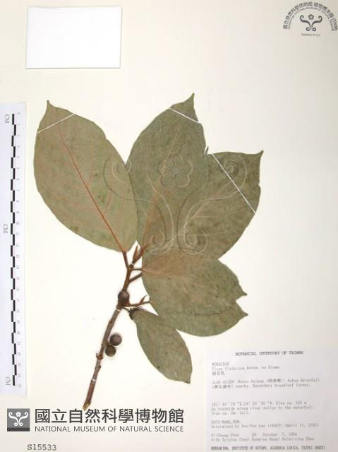 豬母乳、水同木藏品圖，第1張