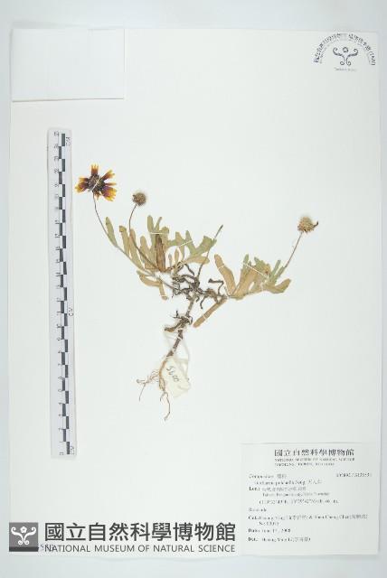 天人菊藏品圖，第1張