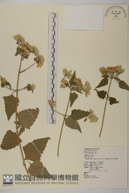 香澤蘭、飛機草藏品圖，第1張