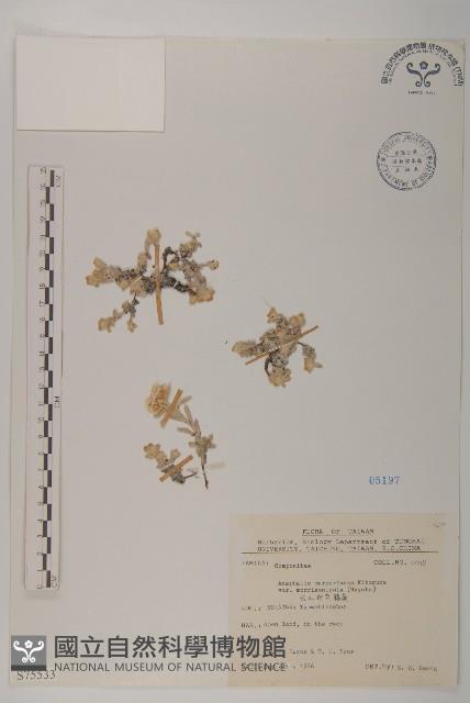 玉山抱莖籟簫藏品圖，第1張