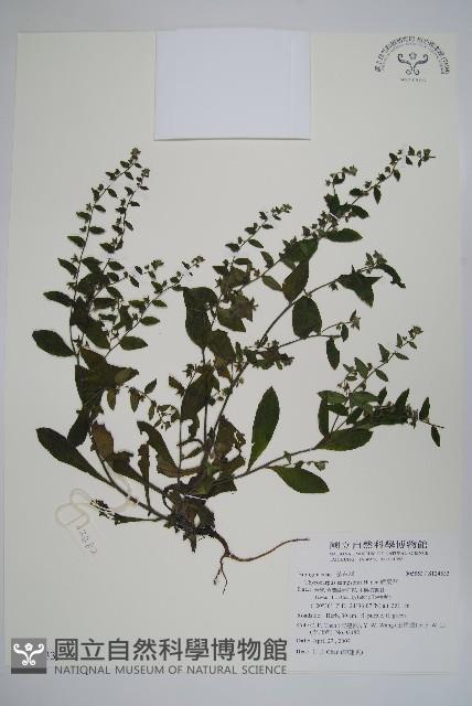 盾果草藏品圖，第1張