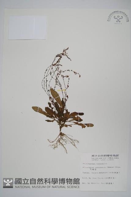 哈哼花藏品圖，第1張