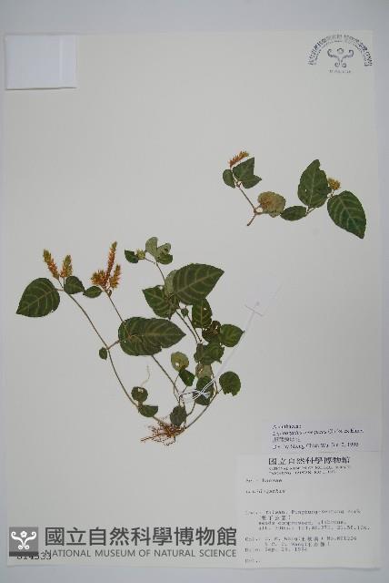 卵葉鱗球花藏品圖，第1張