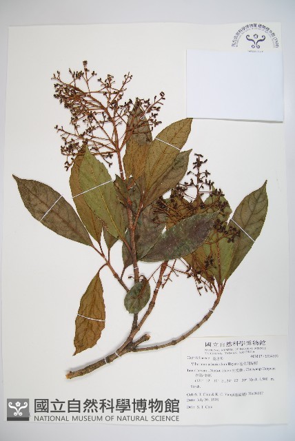 著生珊瑚樹藏品圖，第1張
