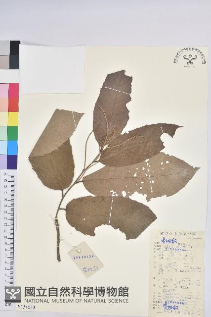 Chinese Chestnut Collection Image