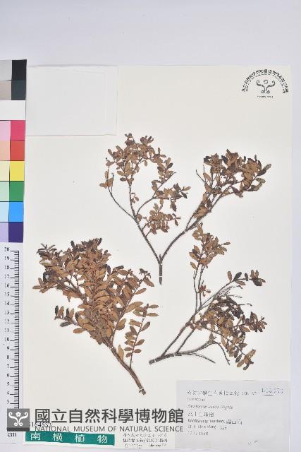 Ito's Wintergreen Collection Image