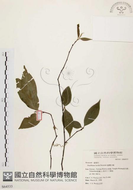 臺灣石楠藏品圖，第1張