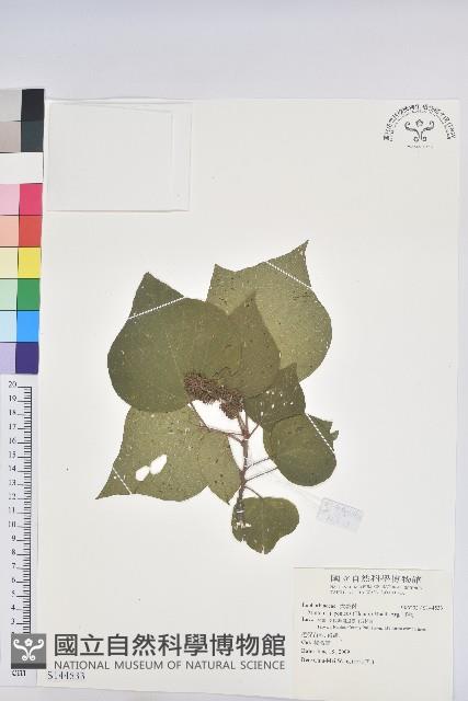 野桐藏品圖，第1張