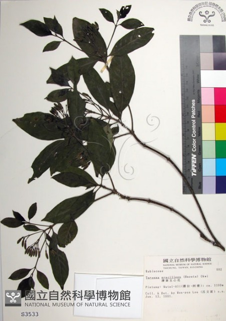 薄葉玉心花藏品圖，第1張