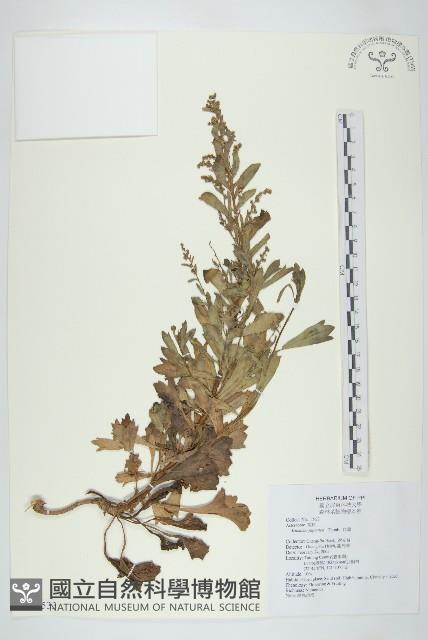 牡蒿藏品圖，第1張