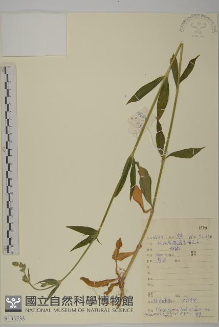 疏毛女萎菜藏品圖，第1張