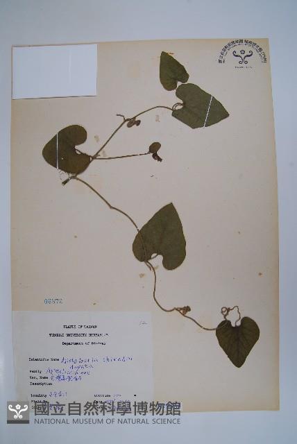 臺灣馬兜鈴、痢藥草藏品圖，第1張