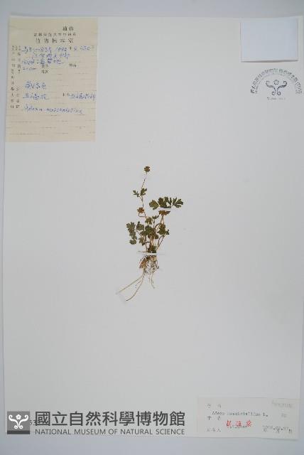 五福花藏品圖，第1張