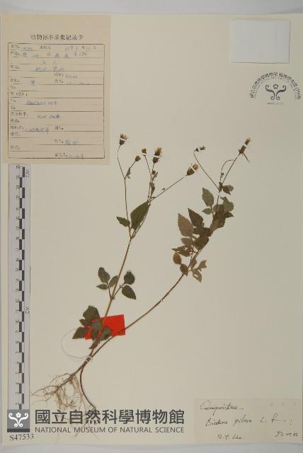 白花鬼針藏品圖，第1張