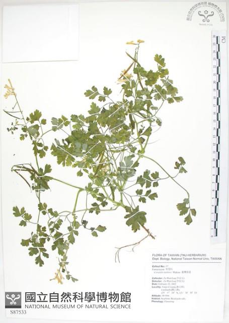 臺灣黃菫藏品圖，第1張