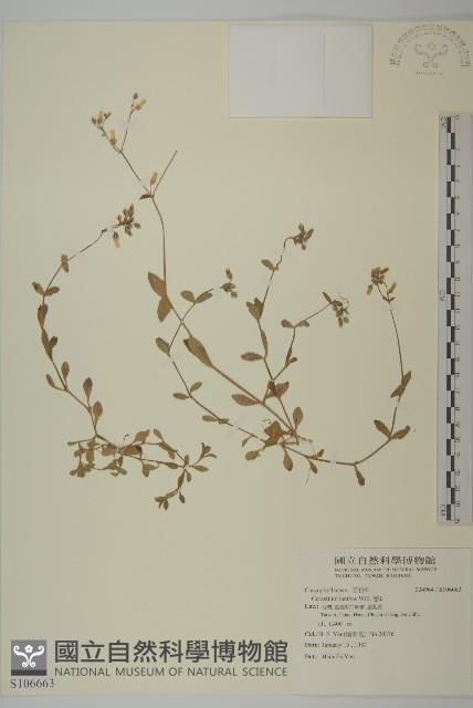 卷耳藏品圖，第1張