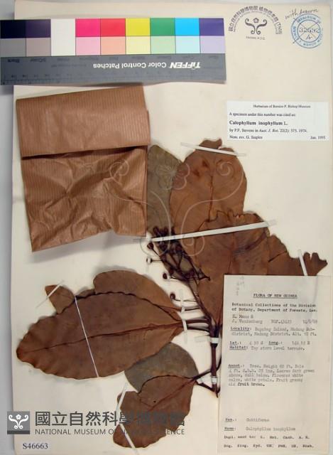 瓊崖海棠、胡桐藏品圖，第1張