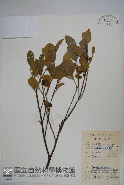 亮葉冬青藏品圖，第1張