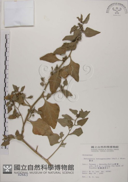 番杏藏品圖，第1張