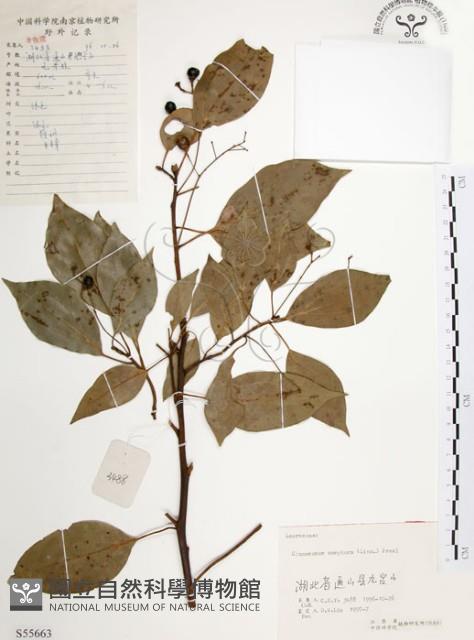 樟樹藏品圖，第1張