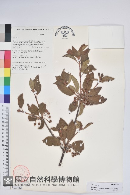 毛葉吊鐘花藏品圖，第1張