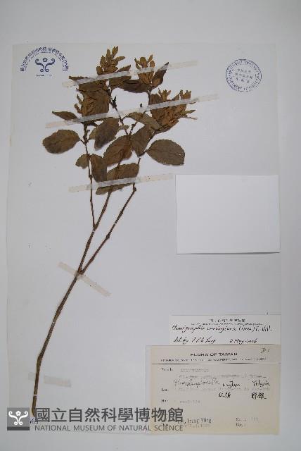 直立半插花藏品圖，第1張