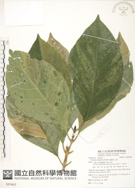 錫蘭玉心花藏品圖，第1張