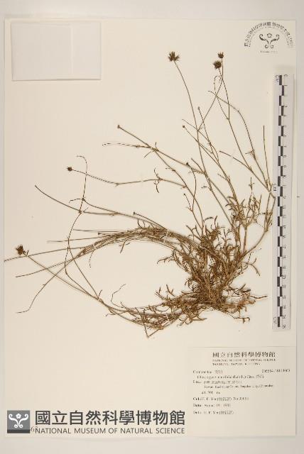 香茹藏品圖，第1張