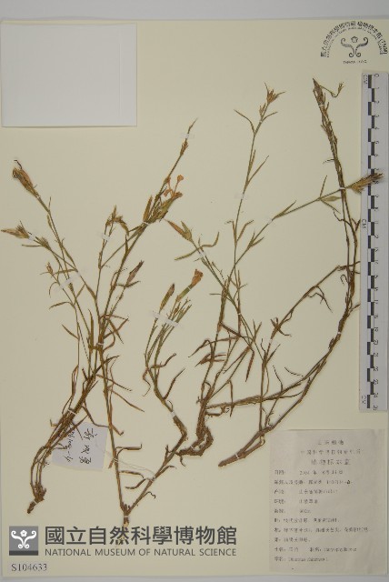 狹葉珍珠菜藏品圖，第1張