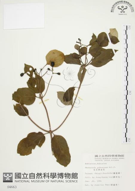 毛玉葉金花藏品圖，第1張